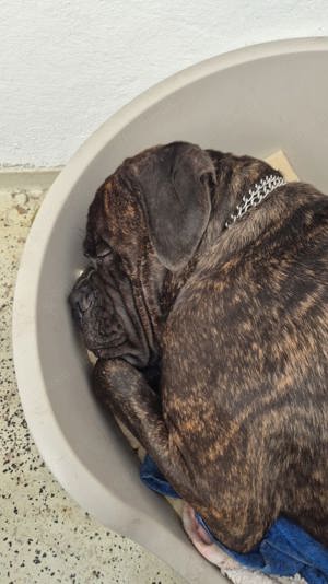 Cane Corso sucht neues Zuhause 