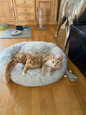 Reinrassige Maine Coon Kitten in Rot und Creme