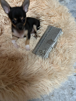 Reinrassige ,mini ,mini Chihuahua Babys entwurmt, 2x geimpft und gechipt 