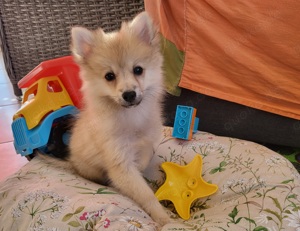 Spitz pomeranian weisslich 