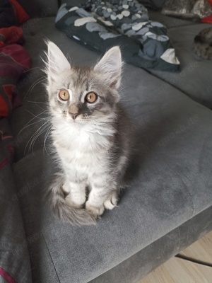 Main Coon Siam Kitten