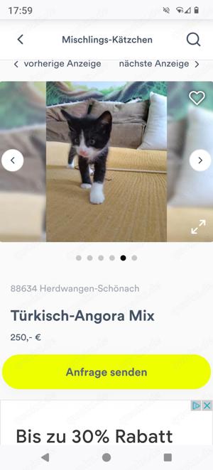 3 Türkische Angora-MIX- KATER