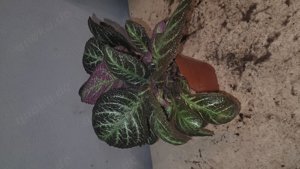 Episcia sp (hell und dunkel) Pflanze Pflanzen für Terrarium oder Zuhause