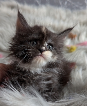 Maine Coon perfekte kitten 