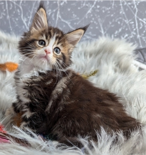 Maine Coon kleine Tigerchen 