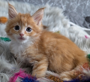 Maine Coon kleine Tigerchen 