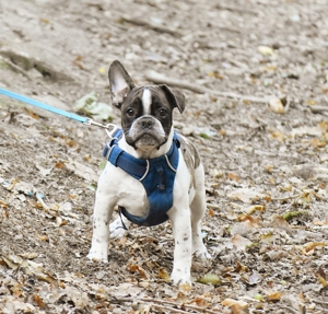 Alternativ Bulldog Rüde (Mini Bulldog) 16 Wochen 