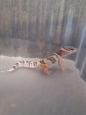 Leopardgecko