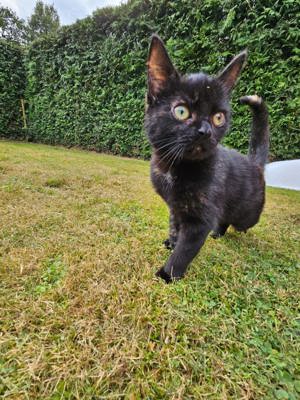 Kleine Katze sucht neues Körbchen