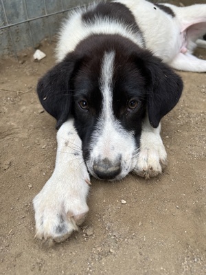 Sandor, geb. ca. 05 2024, lebt in GRIECHENLAND, auf einer privaten Pflegestelle  Bild 6