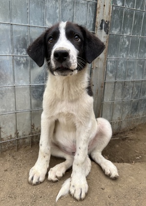 Sandor, geb. ca. 05 2024, lebt in GRIECHENLAND, auf einer privaten Pflegestelle  Bild 7