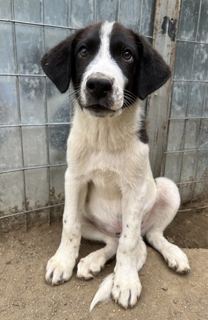 Sandor, geb. ca. 05 2024, lebt in GRIECHENLAND, auf einer privaten Pflegestelle  Bild 4