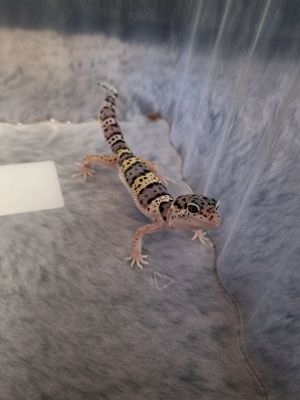 Leopardgecko