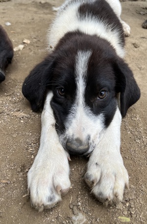 Sandor, geb. ca. 05 2024, lebt in GRIECHENLAND, auf einer privaten Pflegestelle  Bild 2