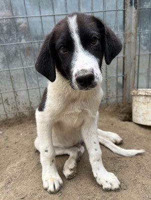 Sandor, geb. ca. 05 2024, lebt in GRIECHENLAND, auf einer privaten Pflegestelle  Bild 5