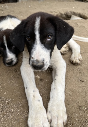 Sandor, geb. ca. 05 2024, lebt in GRIECHENLAND, auf einer privaten Pflegestelle  Bild 8