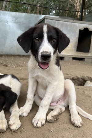 Sandor, geb. ca. 05 2024, lebt in GRIECHENLAND, auf einer privaten Pflegestelle  Bild 3