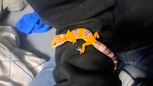 leopardgecko nz 24