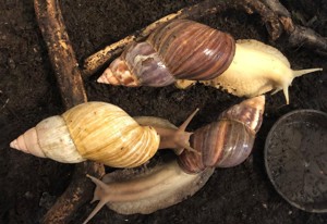 Achatschnecken (L. fulica)