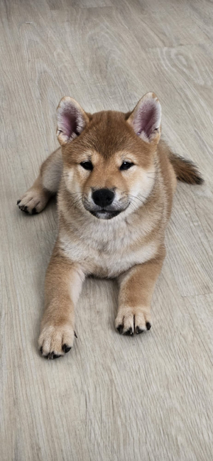 REINRASSIGER SHIBA INU WELPE