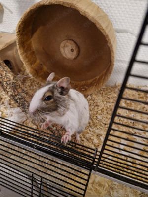 !Dringend! Einzel Degu! mit Käfig und Zubehör 