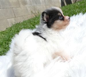 Zuckersüsse Zwergspitz Pomeranian Buben in außergewöhnlichen Farben