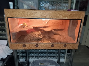 Bartagame mit Terrarium und Zubehör 