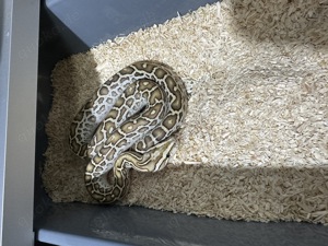 Hypo het Piebald Labyrinth Albino Caramel Tigerpython