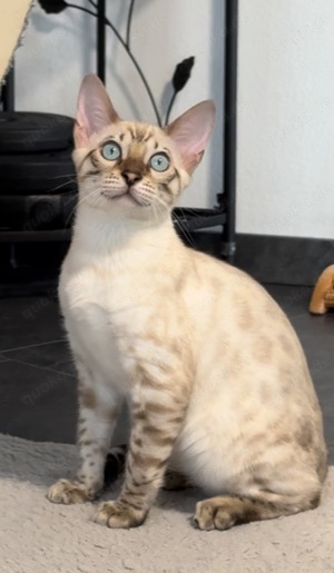 Snow Bengal. Blauäugige Junge.Vom Züchter mit Stammbaum.Die Eltern haben Gentests bestanden