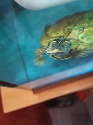 Wasserschildkröte Mississippi Höckerschildkröte 