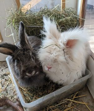 Zwergkaninchen in gute Hände abzugeben 