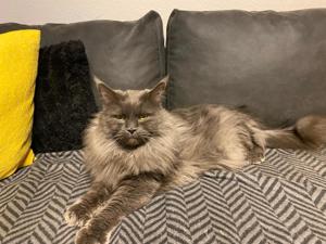 Maine coon kater 