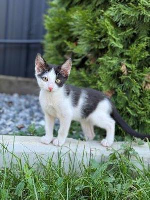 Vicky & Viktor   zwei süße Katzenbabys suchen gemeinsames Zuhause