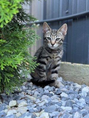 Tigerkaterchen Monty sucht ein Zuhause mit Herz 