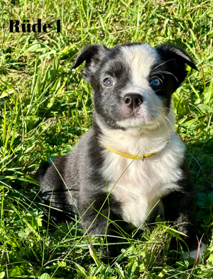 Miniatur Australian Shepherd Mix 