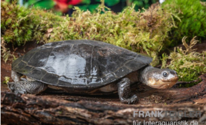 Buckelschildkröte, Phrynops gibbus Reptilien!