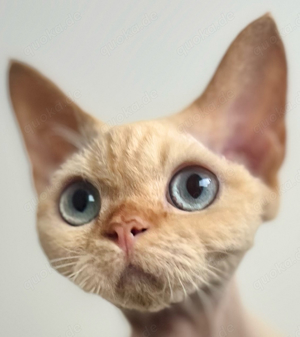 Devon Rex  Junge    Engel   1 Jahr alt