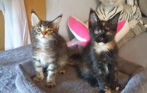 XXL Maine Coon Kitten