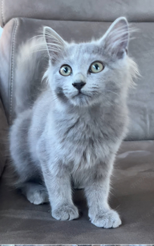 Nebelung Kitten 