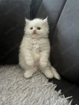 Ragdoll baby katzen