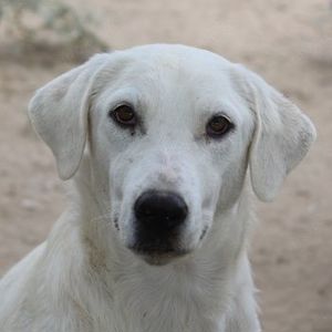 Aspra, geb. ca.05 2023, lebt in GRIECHENLAND, im städt. Tierheim Serres