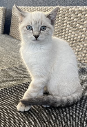 Seltene BKH-Katzen Kitten mit blaue Augen suchen ein liebevolles Zuhause!