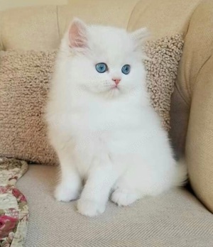 Ragdoll baby katzen