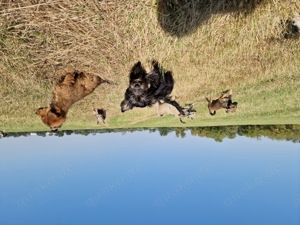 Kleine süße Terrier mix Welpen 