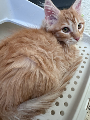 Maine Coon Kitten Abgabebereit