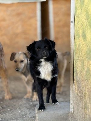 Benny - kleiner zurückhaltender Schelm sucht seine Herzensmenschen