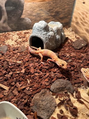 leopardgeckos 