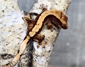 BA3 - Crested gecko Kronengecko Correlophus ciliatus 0.0.1 