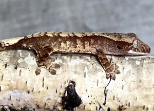 Crested gecko Kronengecko Correlophus ciliatus 0.0.1