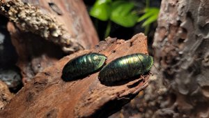 Smaragdschaben Pseudoglomeris magnifica Schaben Terrarium Haustier Terrarium